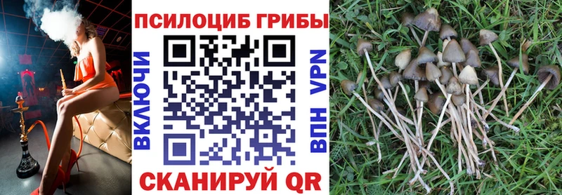 Купить закладки  Заволжск  Галлюциногенные грибы Psilocybine cubensis 
